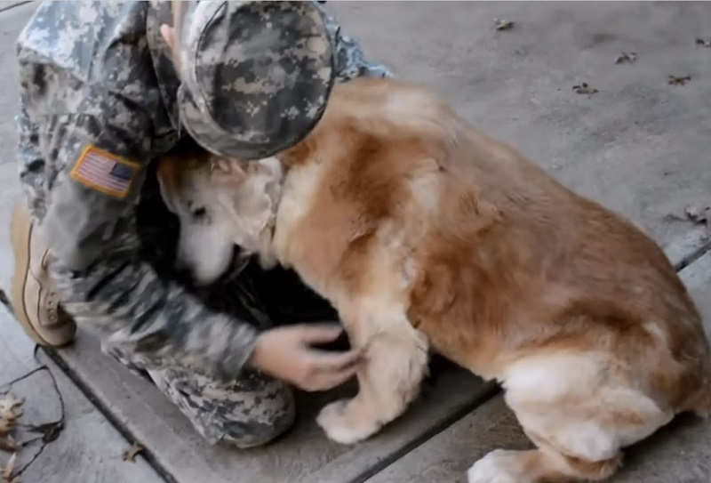 Heartwarming Reunion: Elderly Dog and Soldier Owner's Unbreakable Bond