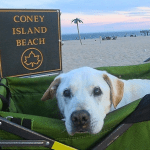 Boy takes his Fur Friend on a Tour Around the World before he has to say his Final Goodbye!