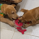 Puppy stuck in tar smiles when rescuers arrive