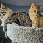 Kitten Comes from Under a Deck, Determined to Convince a Resident Cat that They Should Be Together for Life